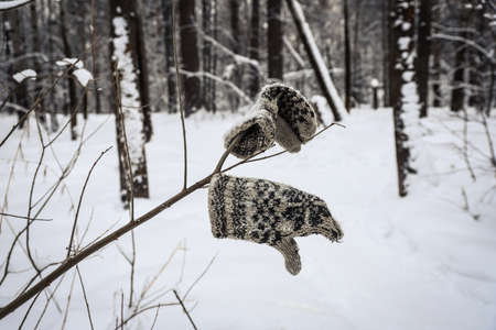 Old lost wool knitted mittens on a tree branch in winter on a cloudy day. winter background....