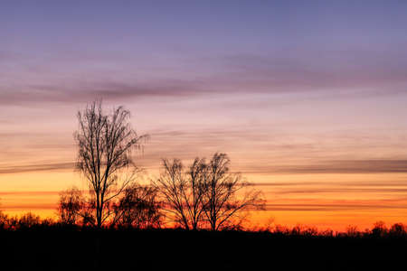 silhouette of trees at sunset backgroundの写真素材