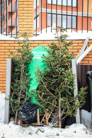 Discarded Christmas trees near trash cans in a residential area. After Christmasの写真素材