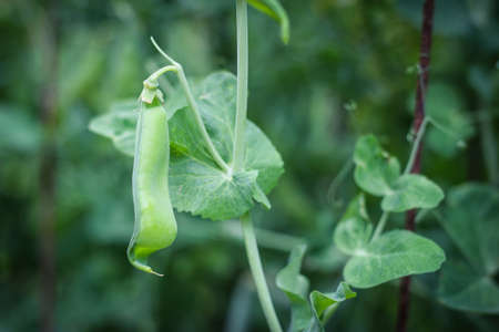 Curved pea pod on green background. selective focus. Outdoorsの写真素材