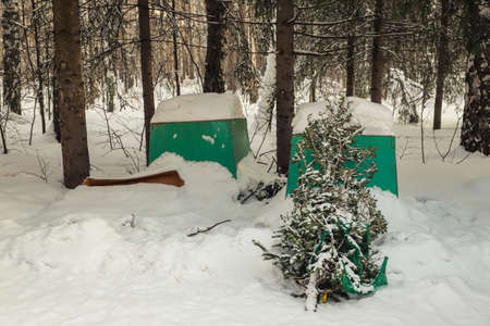 Discarded Christmas trees near trash cans in a residential area. After Christmasの写真素材