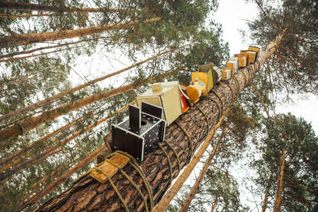 A lot of colored wooden handmade birdhouses on a tree in the forest. selective focusの写真素材