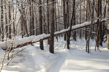 Dawn in the snowy forest. beautiful viewの写真素材