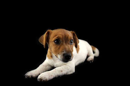 Jack Russell Terrier. Cute three-month-old puppy. Black background. selective focusの写真素材