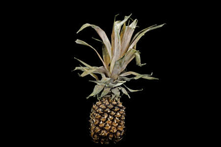 Old dry flabby pineapple on a black backgroundの写真素材
