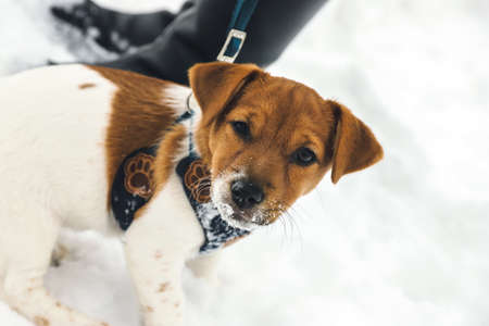 Jack Russell Terrier. Cute three-month-old puppy. outdoors. selective focus. snow winterの写真素材
