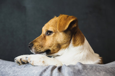 Jack Russell Terrier. Cute three-month-old puppy. gray background. selective focusの写真素材