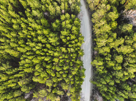 road in the green forest. Aerial viewの写真素材