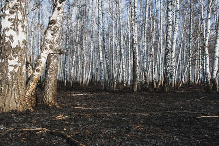 Birchgrove after the fire. survival trees. Ecology conceptの写真素材