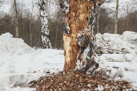 Damaged birch tree bark close-up. snow winterの写真素材