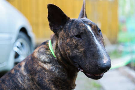 A young beautiful bull terrier in a brindle colorの写真素材