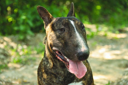A young beautiful bull terrier in a brindle colorの写真素材