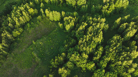 Forest in the summer season. aerial view. green background
