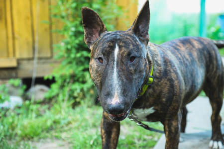 The young beautiful bull terrier in a brindle colorの写真素材