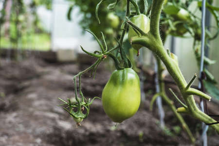 Unripe green tomatoes in a greenhouseの写真素材