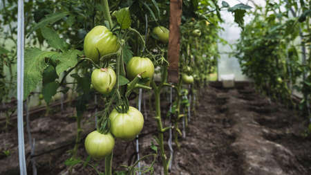 Unripe green tomatoes in a greenhouseの写真素材