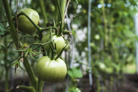 Unripe green tomatoes in a greenhouseの写真素材
