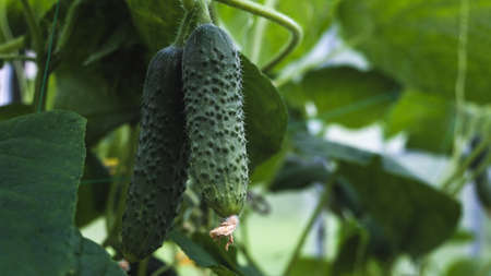 Green cucumbers in a greenhouse close-upの写真素材