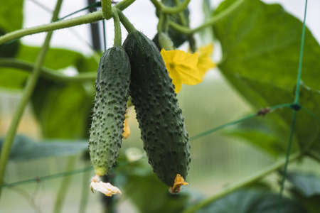 Green cucumbers in a greenhouse close-upの写真素材
