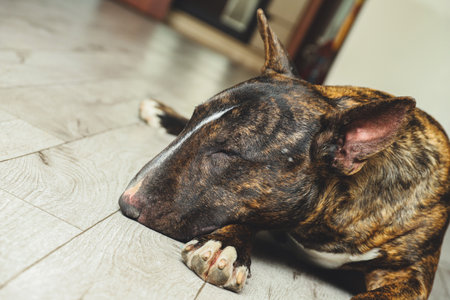 The young beautiful bull terrier in a brindle color lying on the floor at homeの写真素材