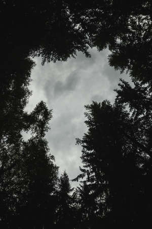 dark cloudy sky. Top view from the forestの写真素材