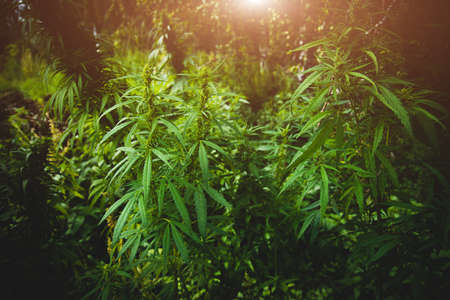 Cannabis plantation close-up. bushes of cannabis. Leaves of narcotic plants for the manufacture of anashaの写真素材