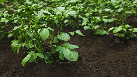 Small field with potatoes in the garden in summer close-up. Agricultureの写真素材