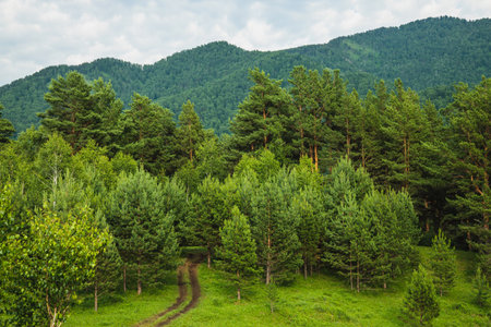 Landscape of mountains in summerの写真素材