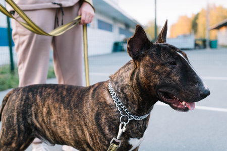 The portrait of the young beautiful bull terrier portrait in a brindle colorの写真素材
