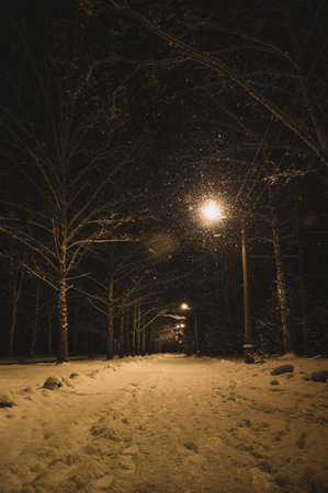 Night winter park in snowfall. Lighting from a lamp postの写真素材