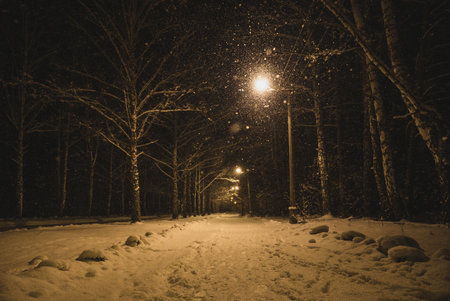 Night winter park in snowfall. Lighting from a lamp postの写真素材