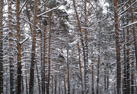 The beautiful snowy forest in winterの写真素材