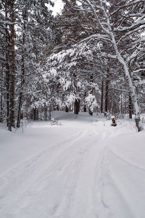 The beautiful snowy forest in winterの写真素材
