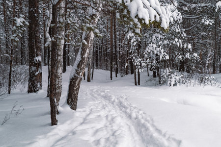 The beautiful snowy forest in winterの写真素材