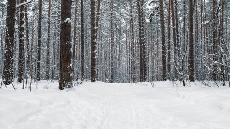 The beautiful snowy forest in winterの写真素材