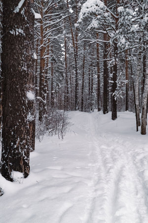The beautiful snowy forest in winterの写真素材