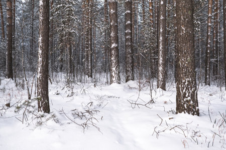 The beautiful snowy forest in winterの写真素材