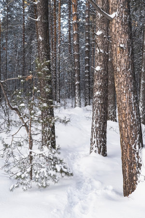 The beautiful snowy forest in winterの写真素材