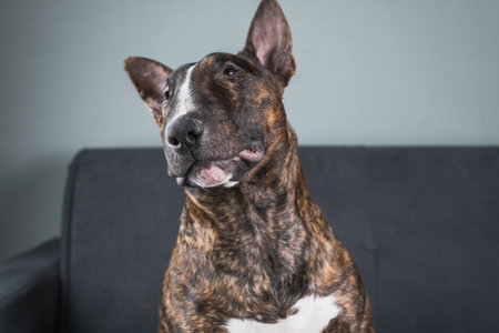 The English Bull Terrier portrait in a brindle color sitting on the couchの写真素材