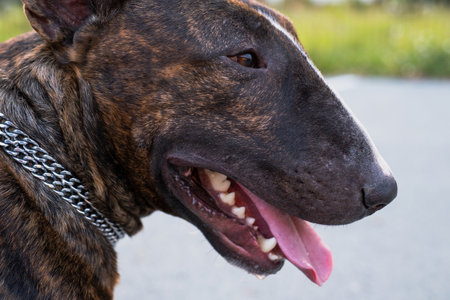 The portrait of the young beautiful bull terrier portrait in a brindle colorの写真素材