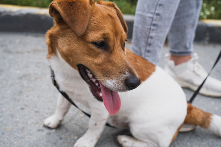 The beautiful Jack Russell terrier dog portrait outdoorsの写真素材
