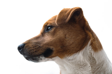 Jack Russell Terrier portrait on a white backgroundの写真素材