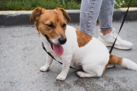 The beautiful Jack Russell terrier dog portrait outdoorsの写真素材