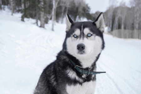 Siberian Husky with blue eyes in the forest in winterの写真素材