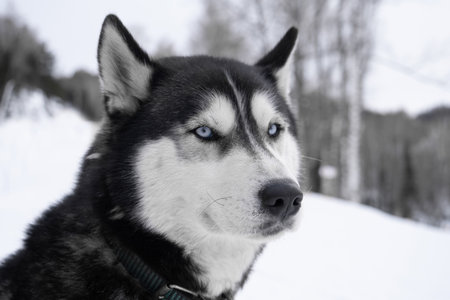 Siberian Husky with blue eyes in the forest in winterの写真素材