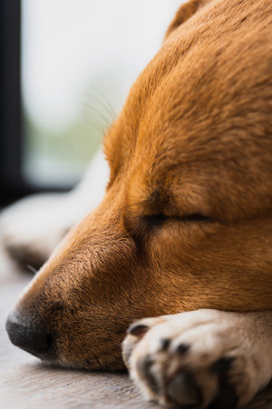 Jack Russell Terrierの写真素材