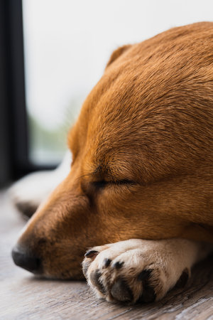 Jack Russell Terrierの写真素材
