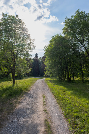 Footpath in the park on a sunny day in summerの写真素材