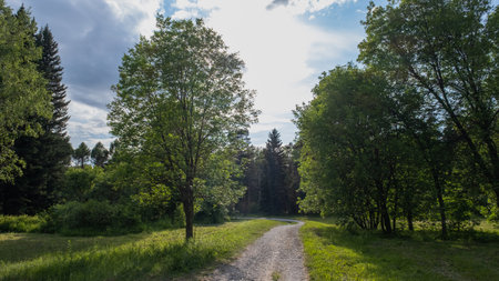 Footpath in the park on a sunny day in summerの写真素材