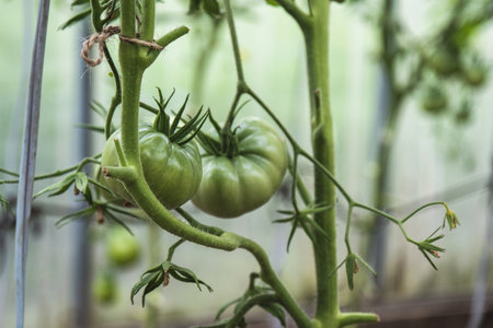 Unripe green tomatoes in a greenhouse close-upの写真素材